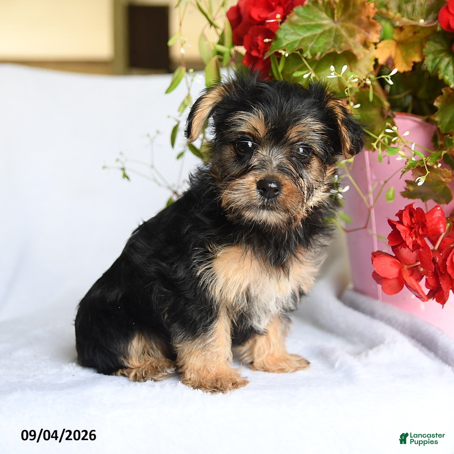 Morkie dogs for sale: Margo - Ad 4