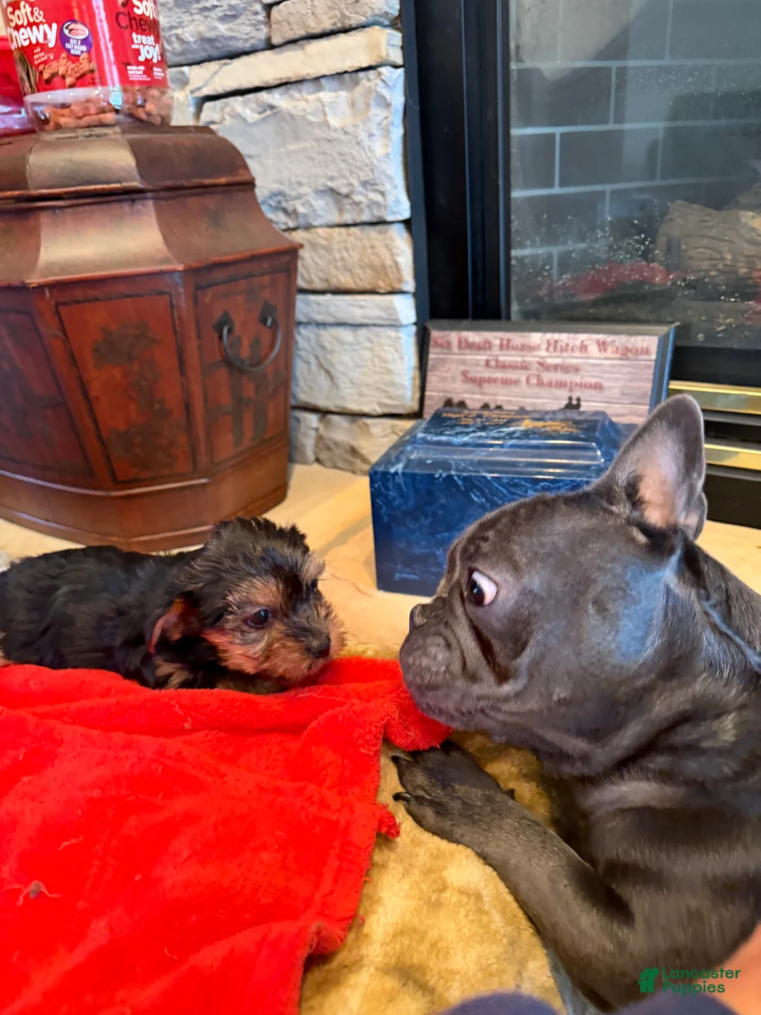 Yorkshire Terrier dogs for sale: Gucci - Ad 3