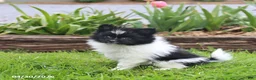 Pomeranian dogs for sale: Tinkerbell - Ad 3
