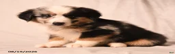 Miniature Australian Shepherd dogs for sale: Pickles - Ad 5