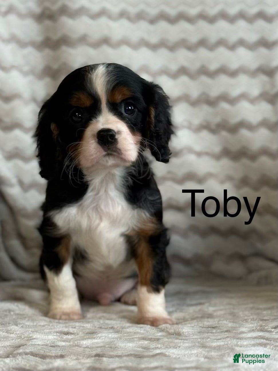 Cavalier King Charles Spaniel dogs Toby - Ad 1