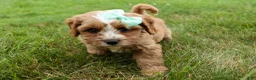 Cavapoo dogs for sale: Violet 💗 - Ad 2