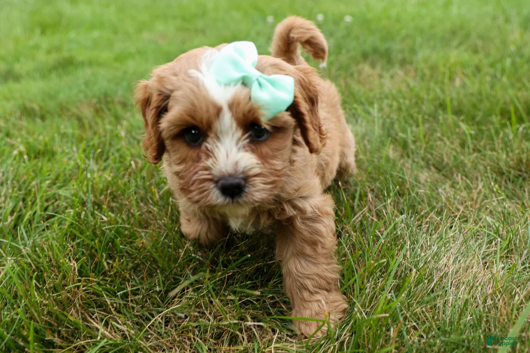 Cavapoo dogs for sale: Violet 💗 - Ad 2