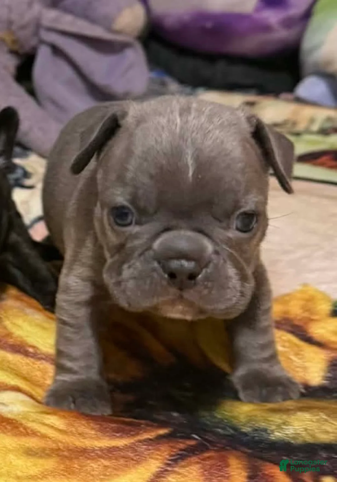 Mixed Breed dogs for sale: Mixed Breed Puppy 7 - Ad 1