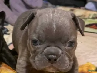 Mixed Breed dogs Mixed Breed Puppy 7 - Ad 39