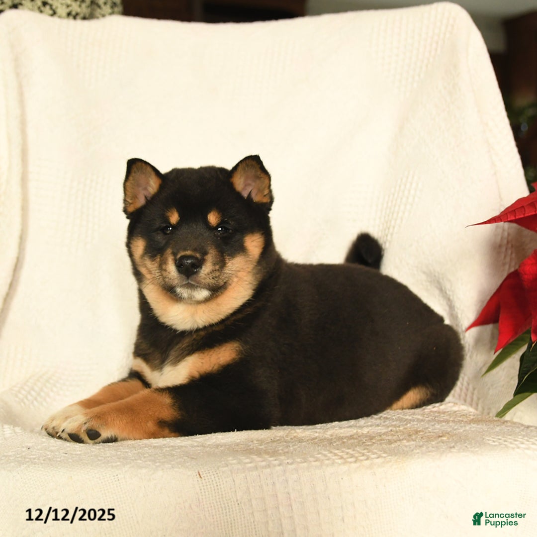 Shiba Inu dogs for sale: Pop - Ad 5