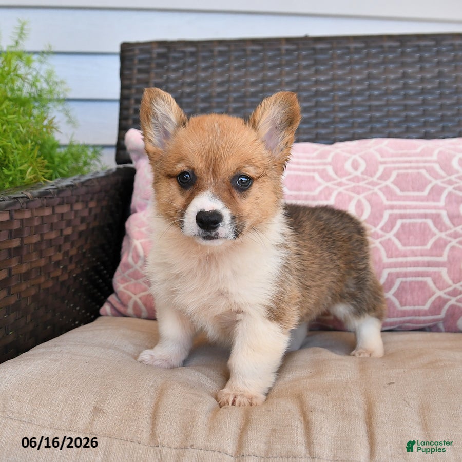Welsh Corgi Pembroke dogs Mocha - Ad 1