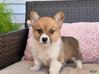 Welsh Corgi Pembroke dogs for sale: Mocha - Ad 4