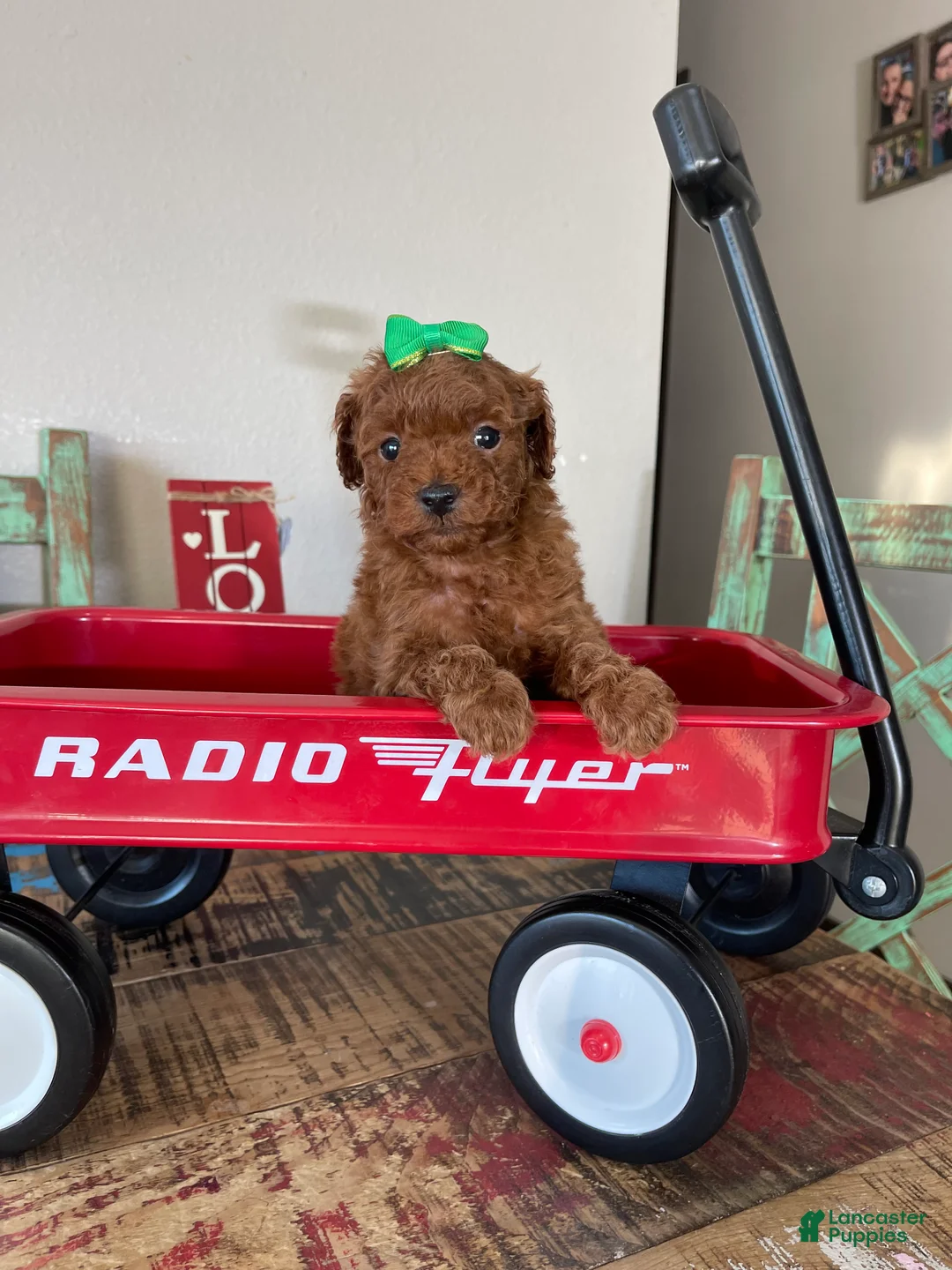 Toy Poodle dogs for sale: Akc Bred Color Red Green Bow - Ad 13