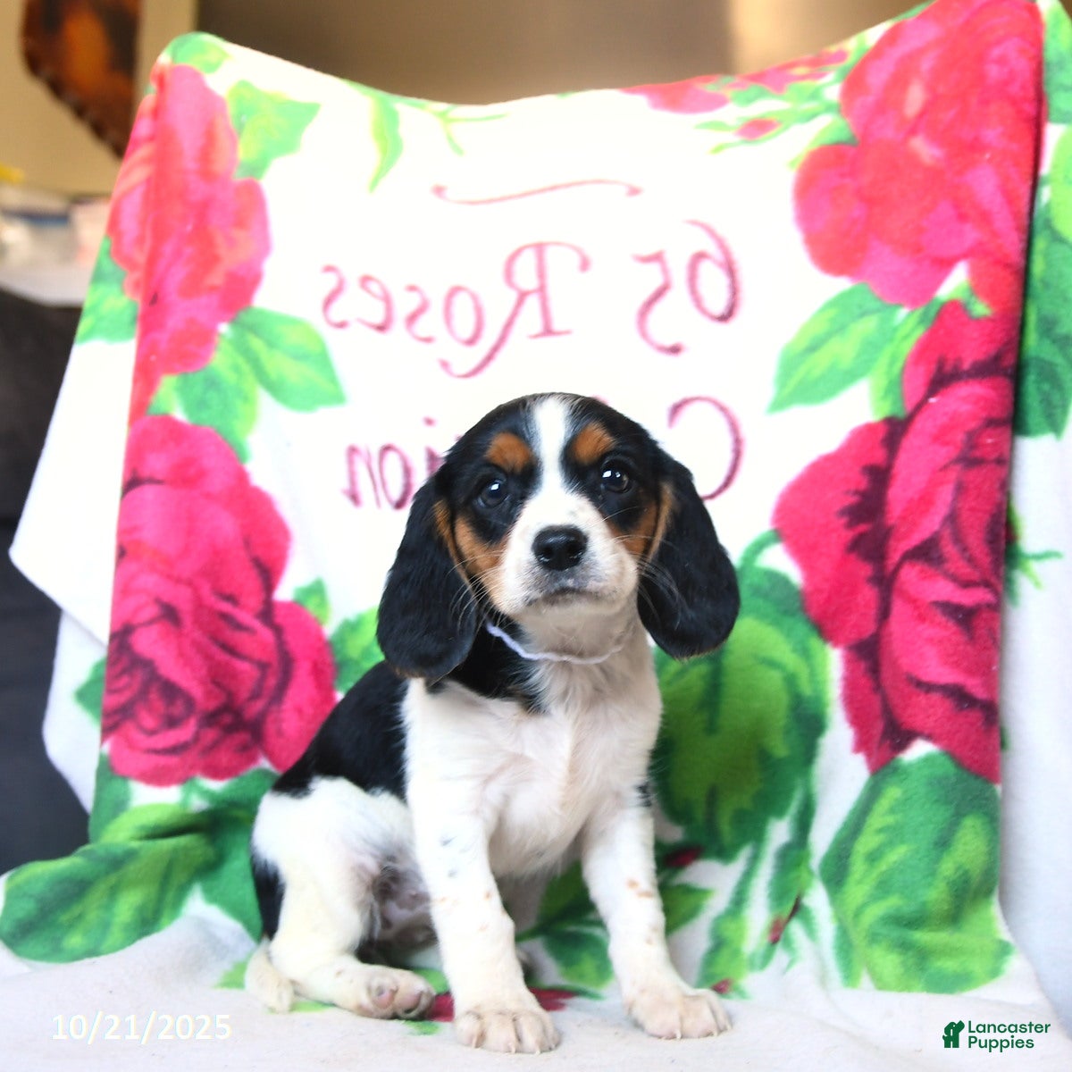 Beaglier dogs Fern - Ad 2