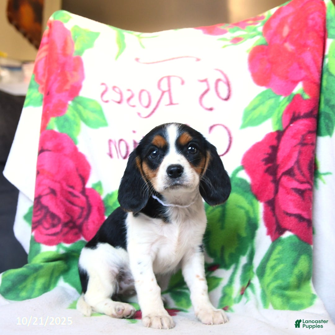 Beaglier dogs for sale: Fern - Ad 1