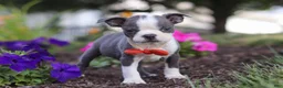 Boston Terrier dogs for sale: Bradie - Ad 5