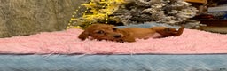 Miniature Dachshund dogs for sale: Russian red Triscuit larger - Ad 10
