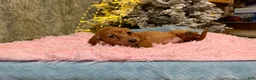 Miniature Dachshund dogs for sale: Russian red Triscuit larger - Ad 37