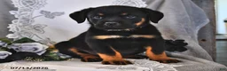 Rottweiler dogs for sale: Alfred - Ad 3