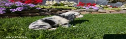 Cocker Spaniel dogs for sale: Anna - Ad 6