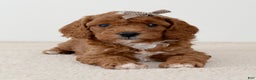 Mini Goldendoodle dogs for sale: Sprinkle-petite  - Ad 4
