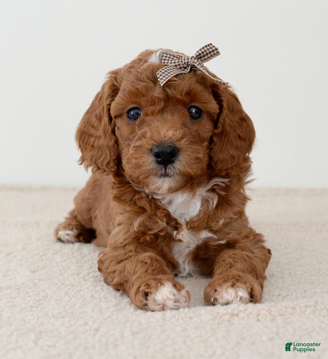 Mini Goldendoodle dogs for sale: Sprinkle-petite  - Ad 4