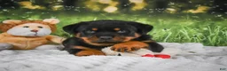 Rottweiler dogs for sale: Knox - Ad 16