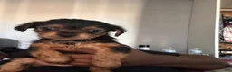 Mixed Breed dogs for sale: Autumn - Ad 5