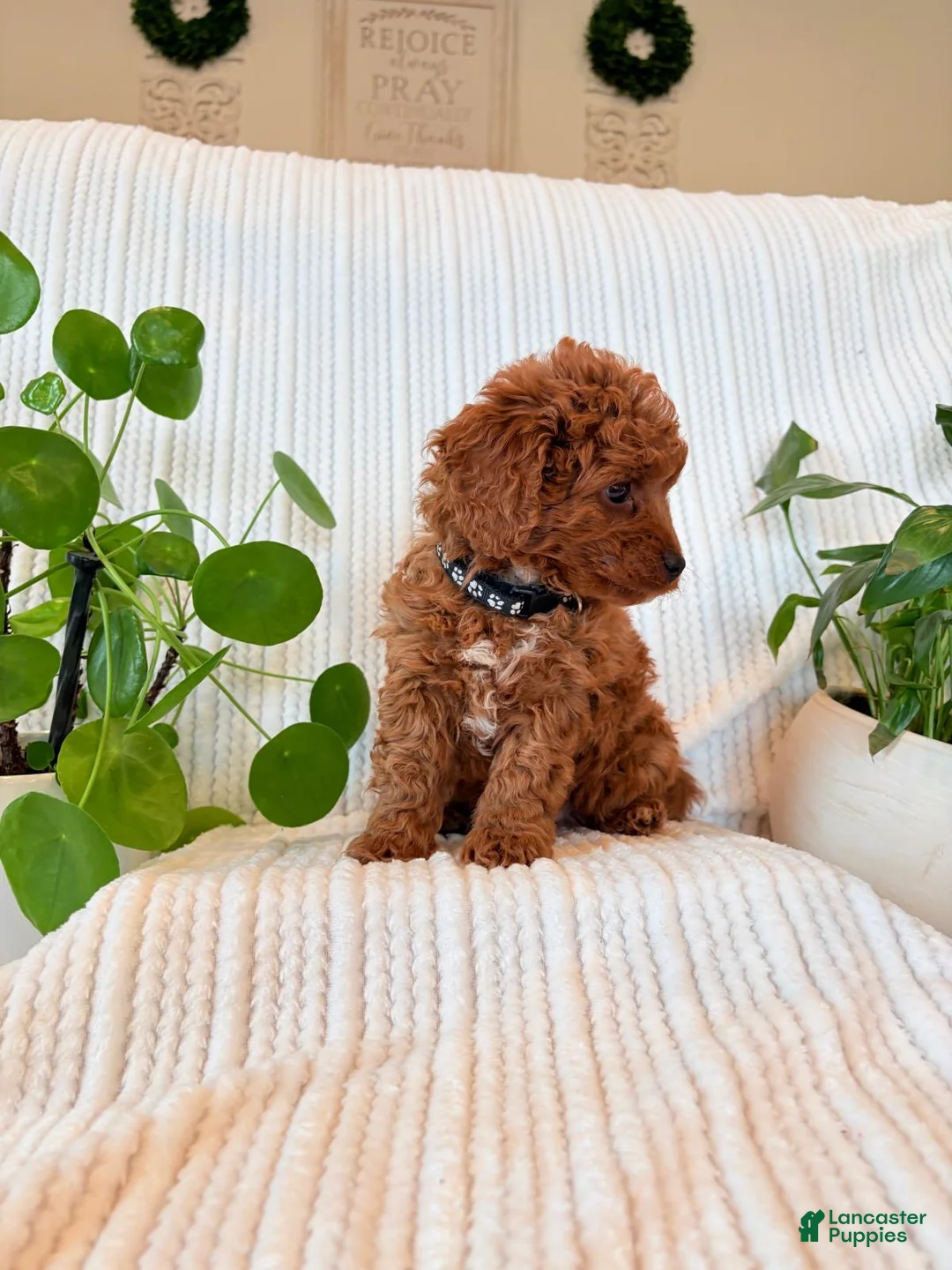 Cavapoo dogs for sale: Cavapoo Puppy 3 (Teddy) - Ad 2