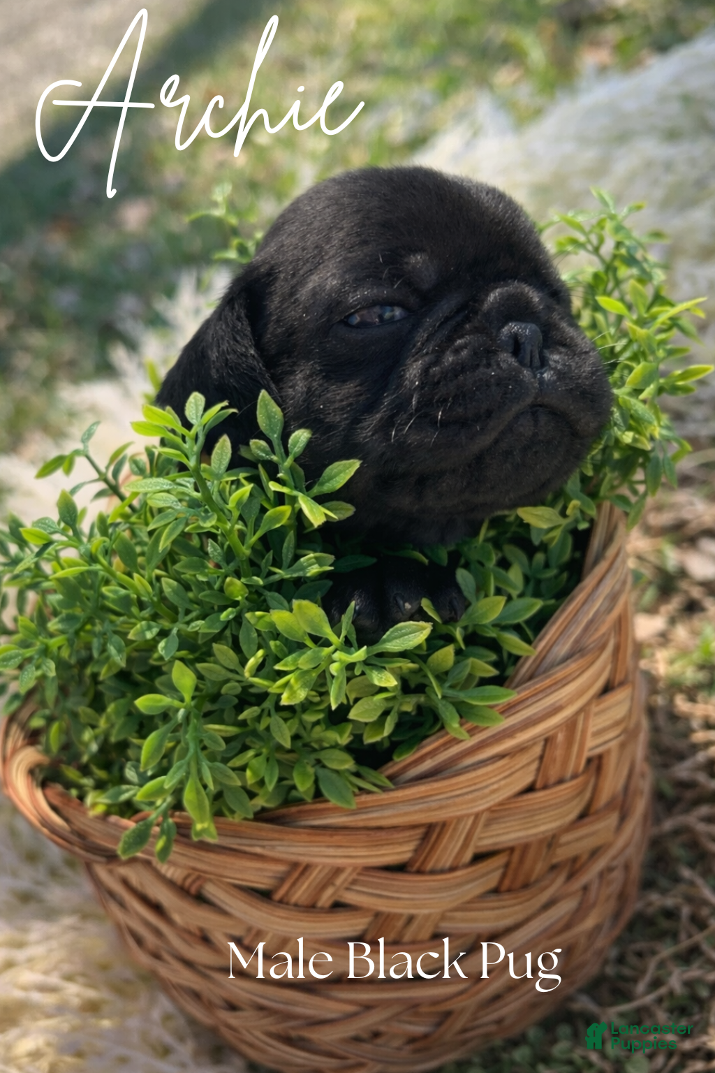 Pug dogs Archie - Ad 31