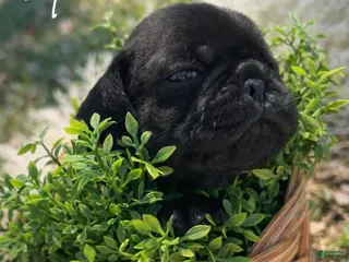Pug dogs Archie - Ad 31