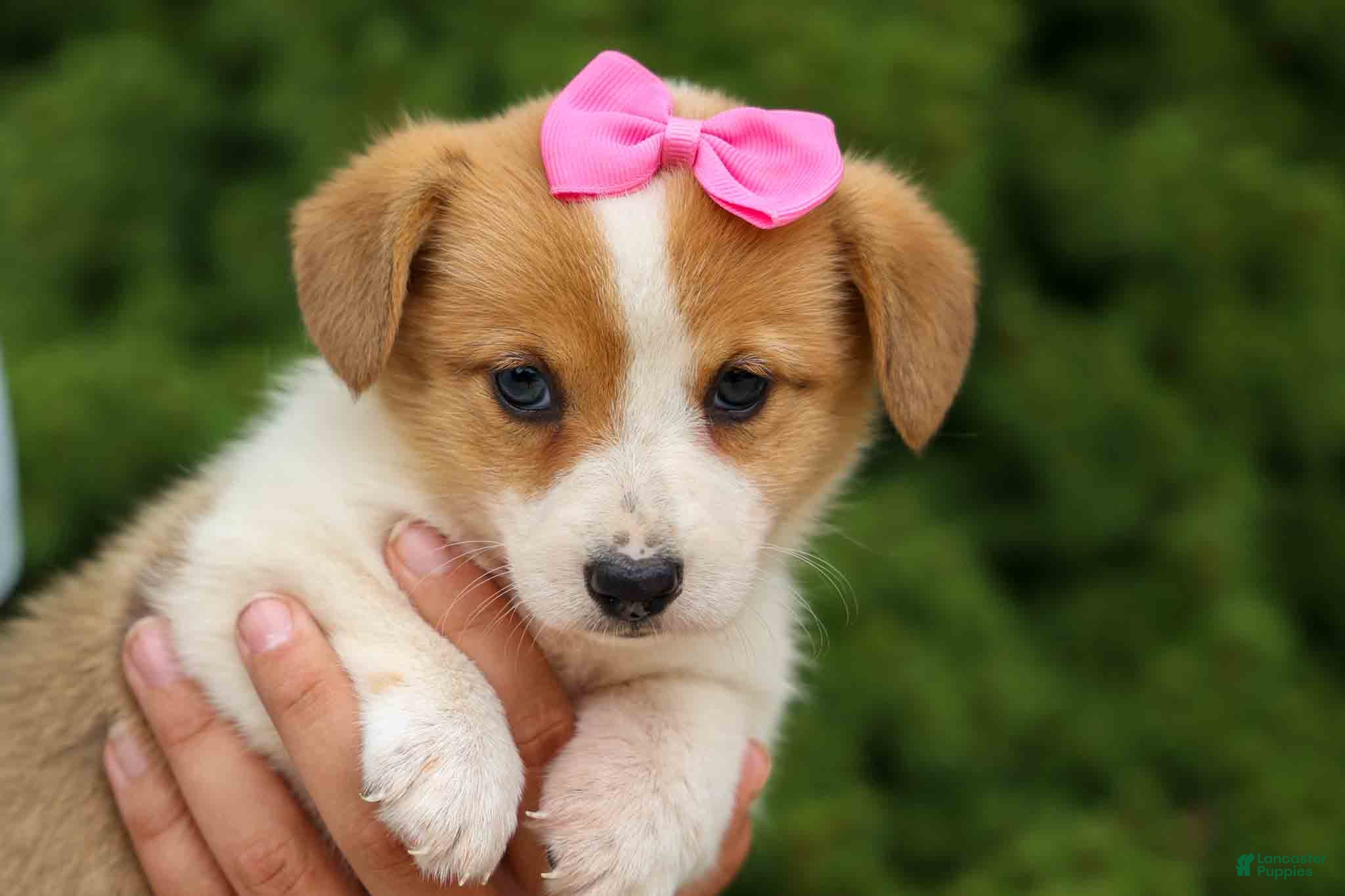 Pembroke Welsh Corgi