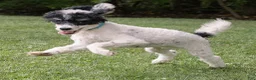 Miniature Poodle dogs for sale: Spike Miniature Poodle  - Ad 5
