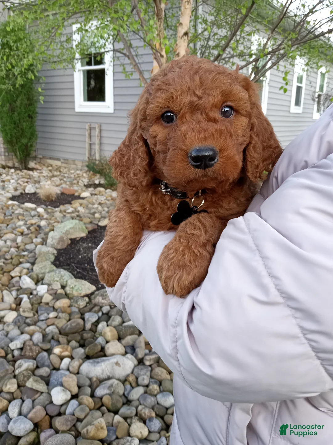Mini Goldendoodle dogs for sale: Carter F1b - Ad 2