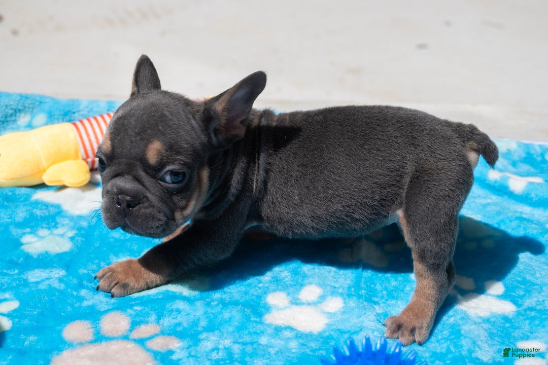 French Bulldog dogs for sale: LilBoy - Ad 5