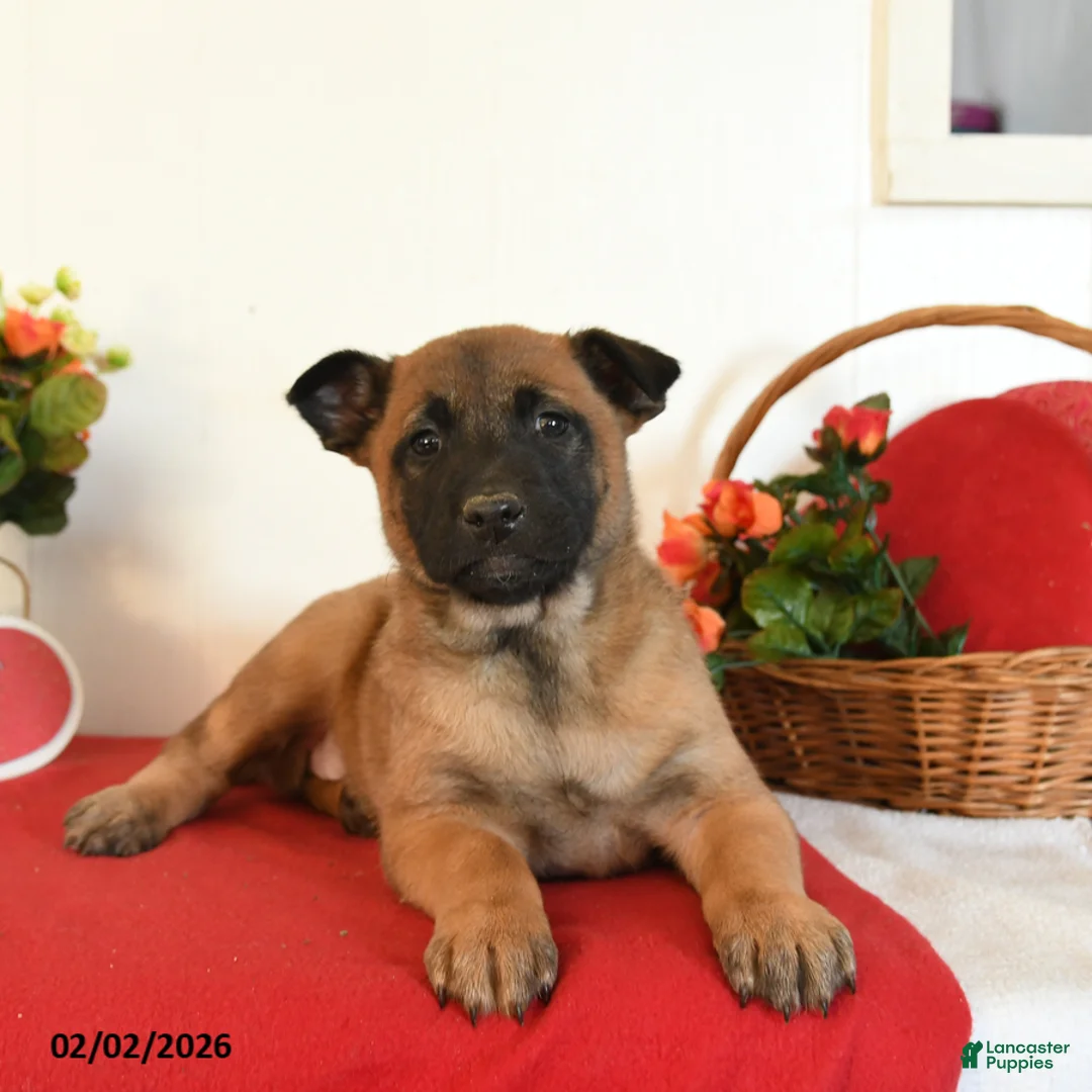 Belgian Malinois dogs for sale: Roxanne - Ad 4