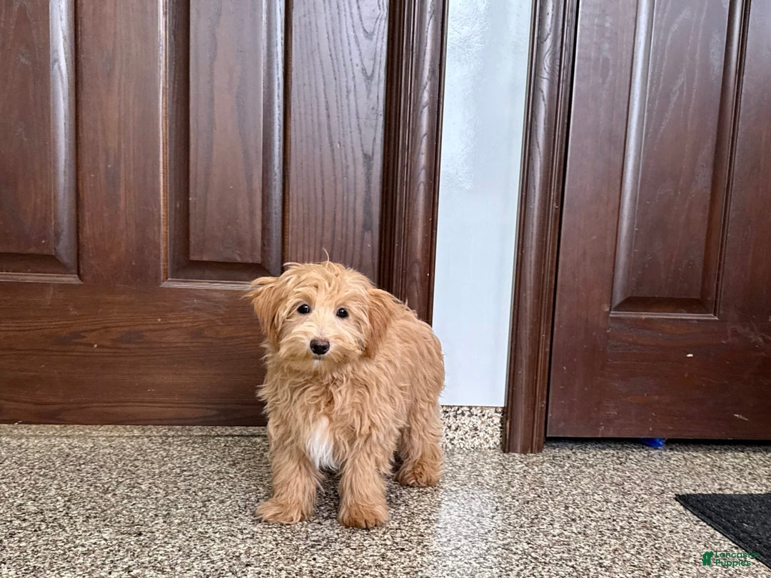 Maltipoo dogs for sale: Frankie - Ad 5