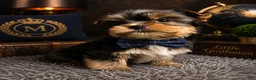 Yorkshire Terrier dogs for sale: Ace - Ad 2