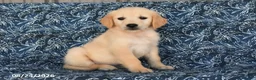 Golden Retriever dogs for sale: Rayna - Ad 5