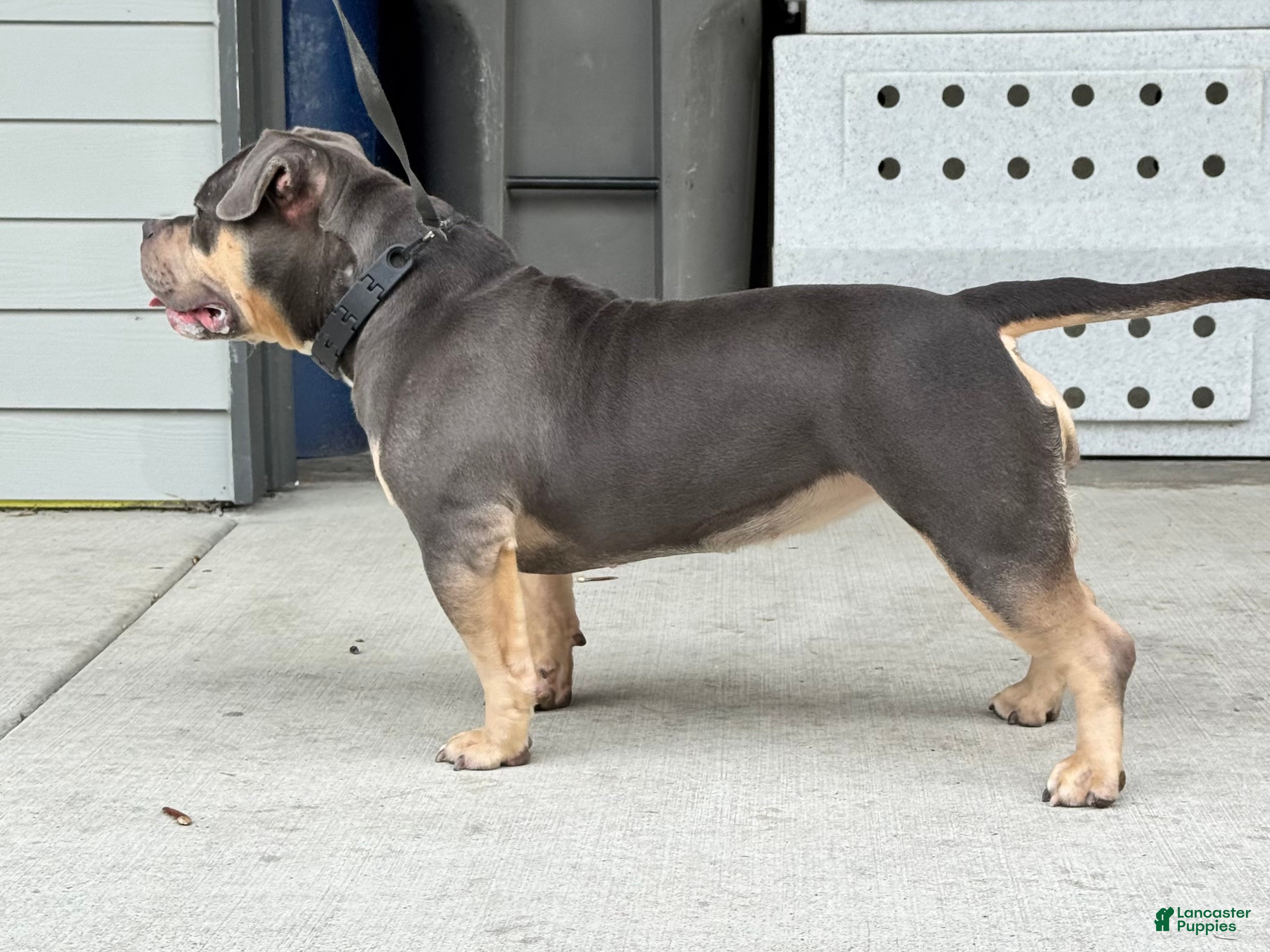 American Bully dogs Show Quality Tri-Color Adult Female American Bully - Ad 2