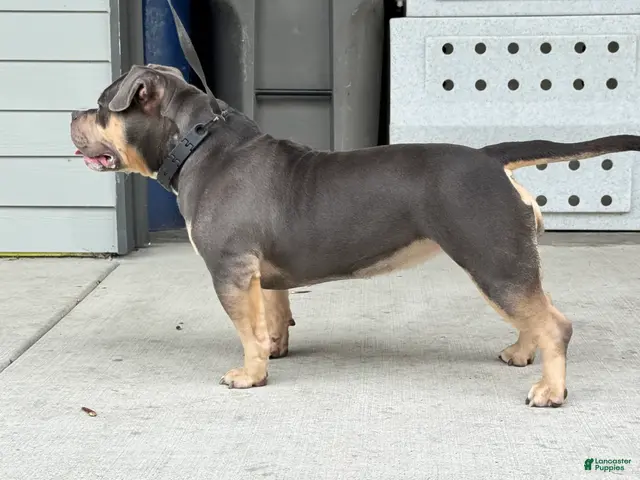 American Bully dogs for sale: GORGEOUS BLUE-TRI POCKET BULLY - Ad 1