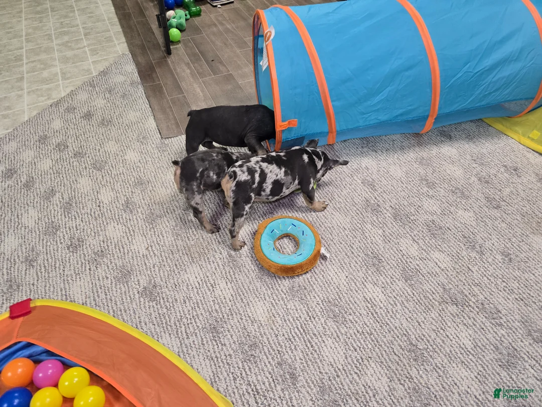 French Bulldog dogs for sale: Wonda - Ad 8