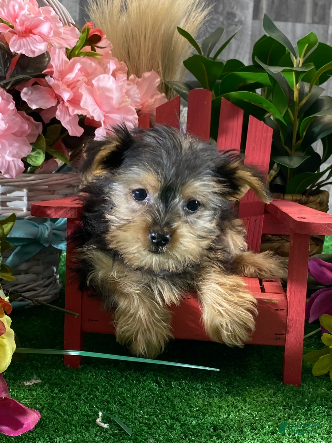 Yorkshire Terrier dogs for sale: Yogi  - Ad 1