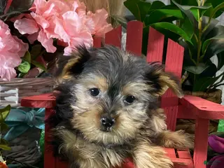 Yorkshire Terrier dogs Yogi - Ad 9