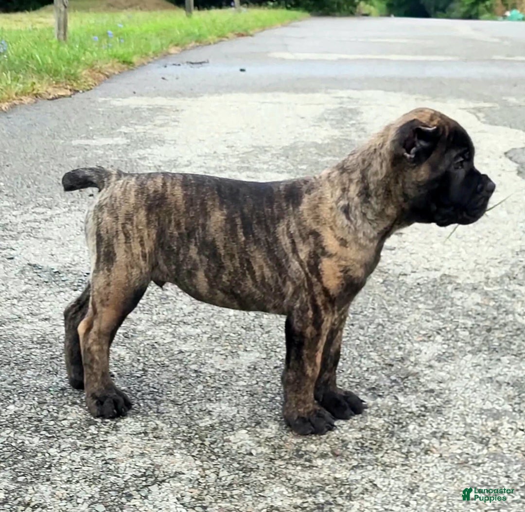 Gallery Image {{count}}