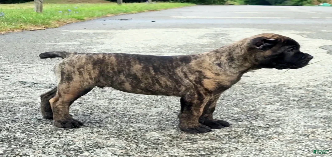 Gallery Image {{count}}