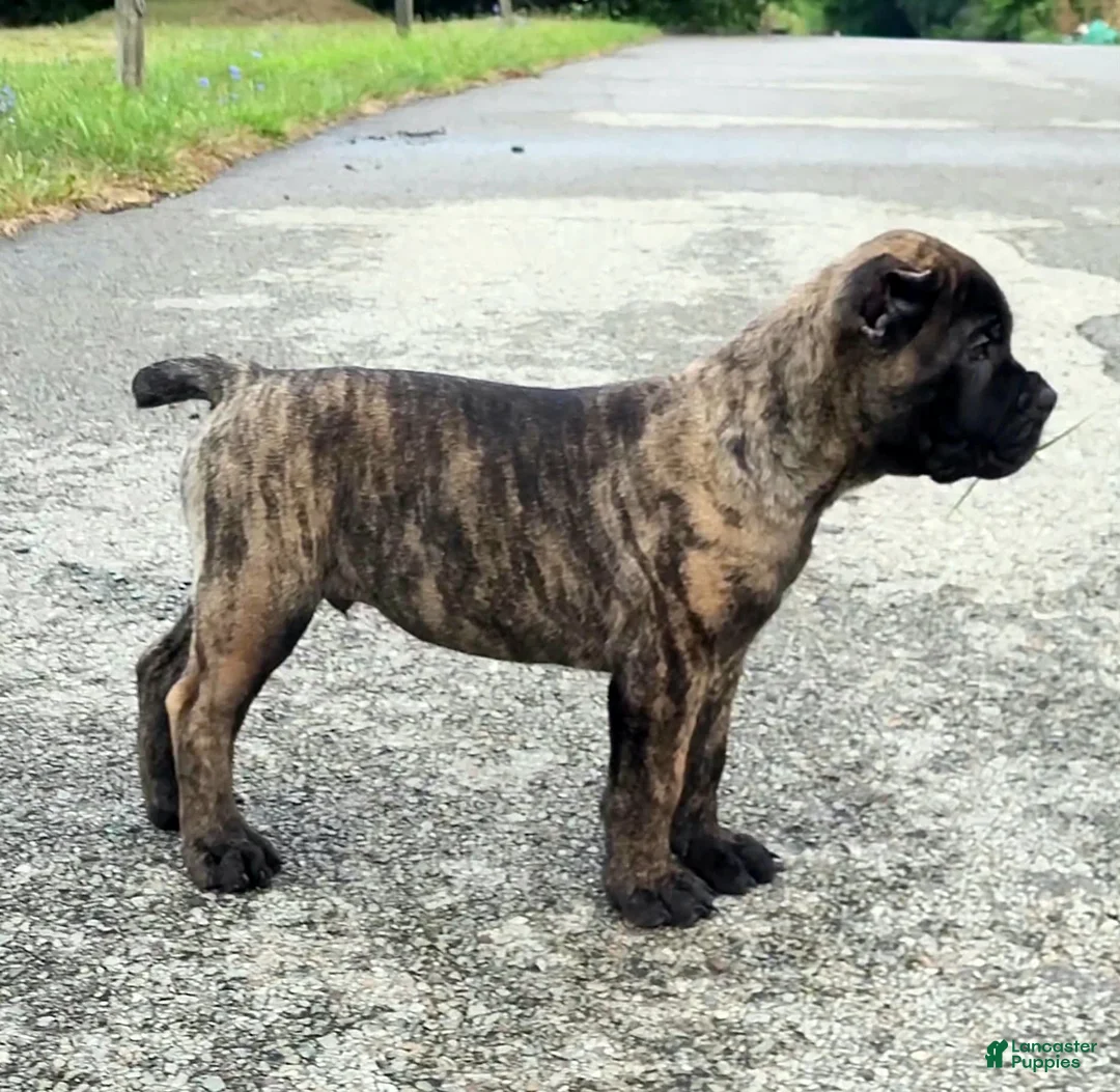 Gallery Image {{count}}