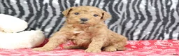 Mini Goldendoodle dogs for sale: Marshall - Ad 1