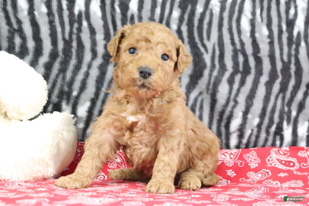Mini Goldendoodle dogs for sale: Marshall - Ad 1