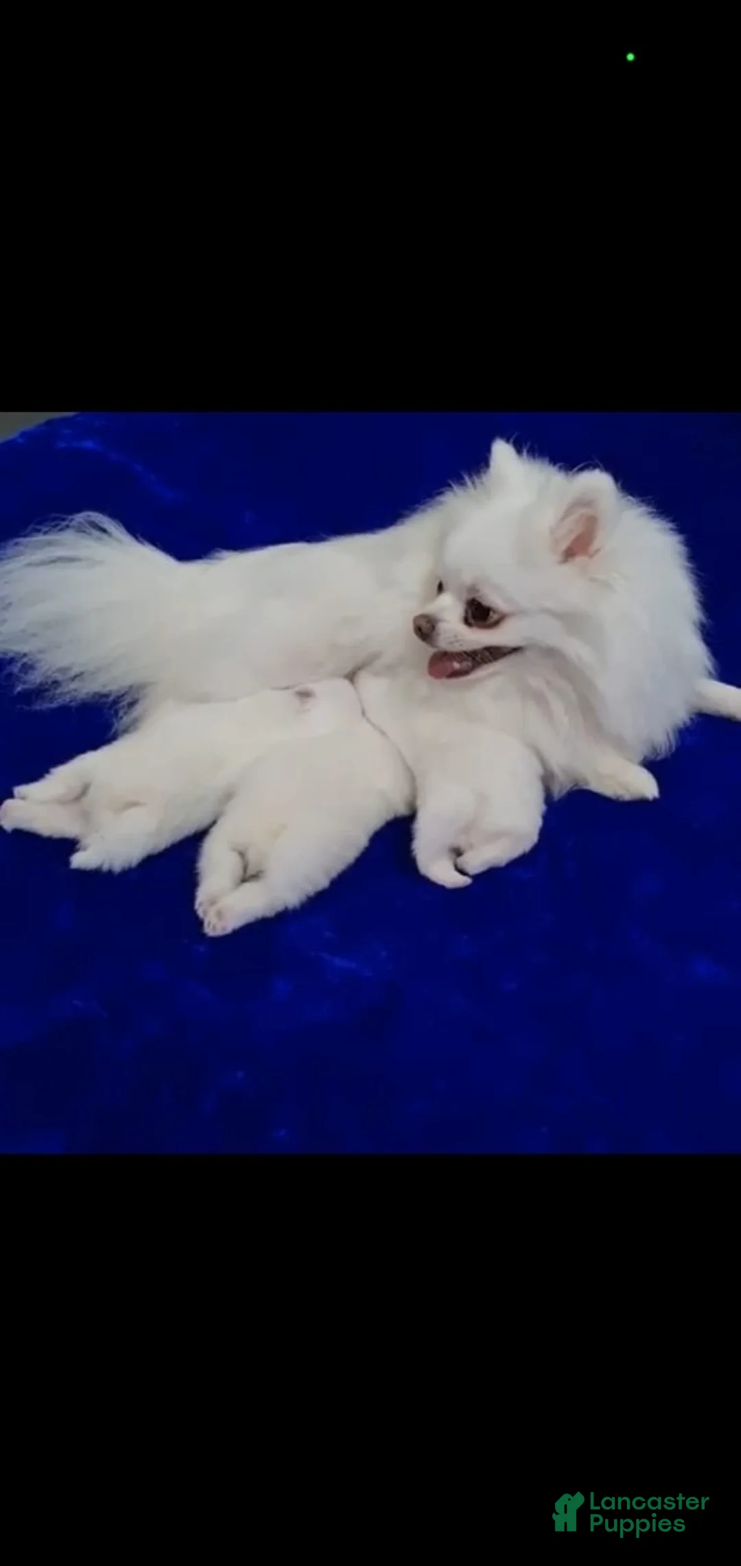 Pomeranian dogs for sale: Pomeranian Puppy 4 - Ad 2