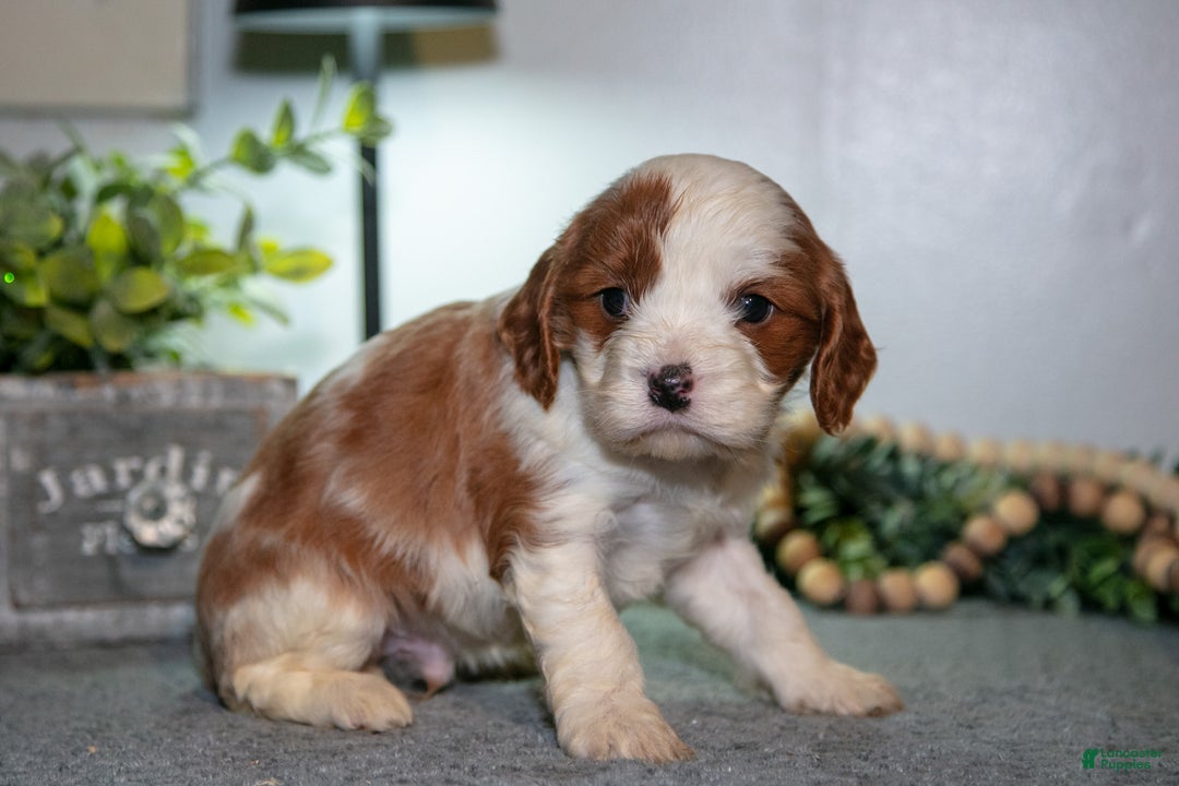 Cavapoo dogs for sale: Jett - Ad 3