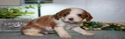 Cavapoo dogs for sale: Jett - Ad 3