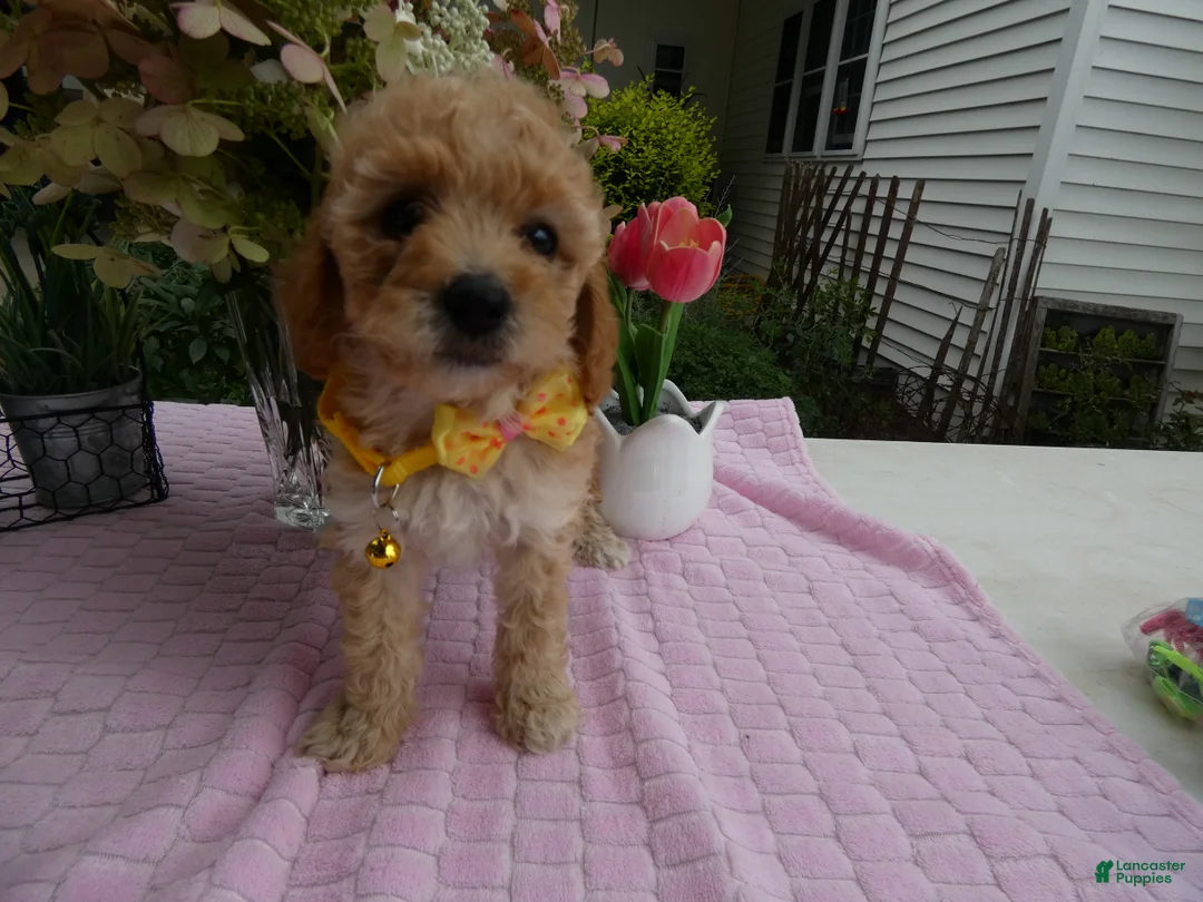 Toy Poodle dogs for sale: Toy Poodle 2 Tootsie - Ad 2