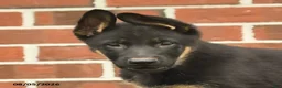 German Shepherd dogs for sale: Fin  - Ad 3